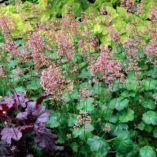 Heuchera LITTLE CUTIES™ 'Peppermint'