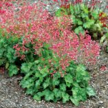 Heuchera LITTLE CUTIES™ 'Peppermint'