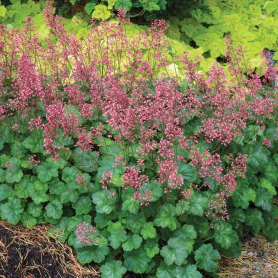 Heuchera LITTLE CUTIES™ 'Peppermint'