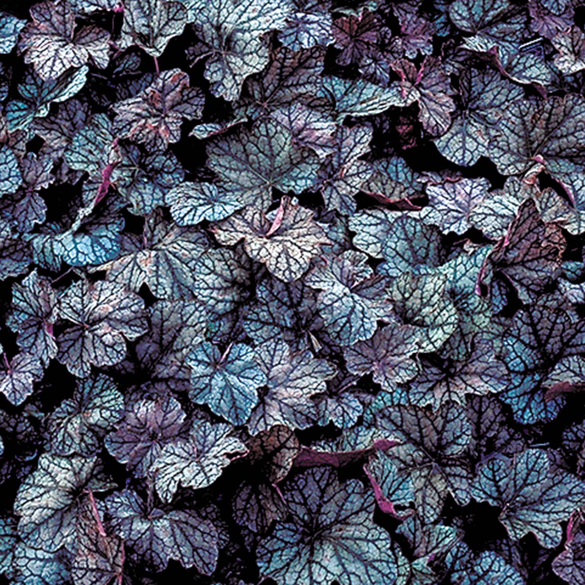 Heuchera 'Persian Carpet'