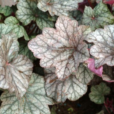 Heuchera 'Pewter Veil'