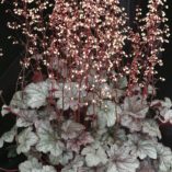 Heuchera 'Pewter Veil'