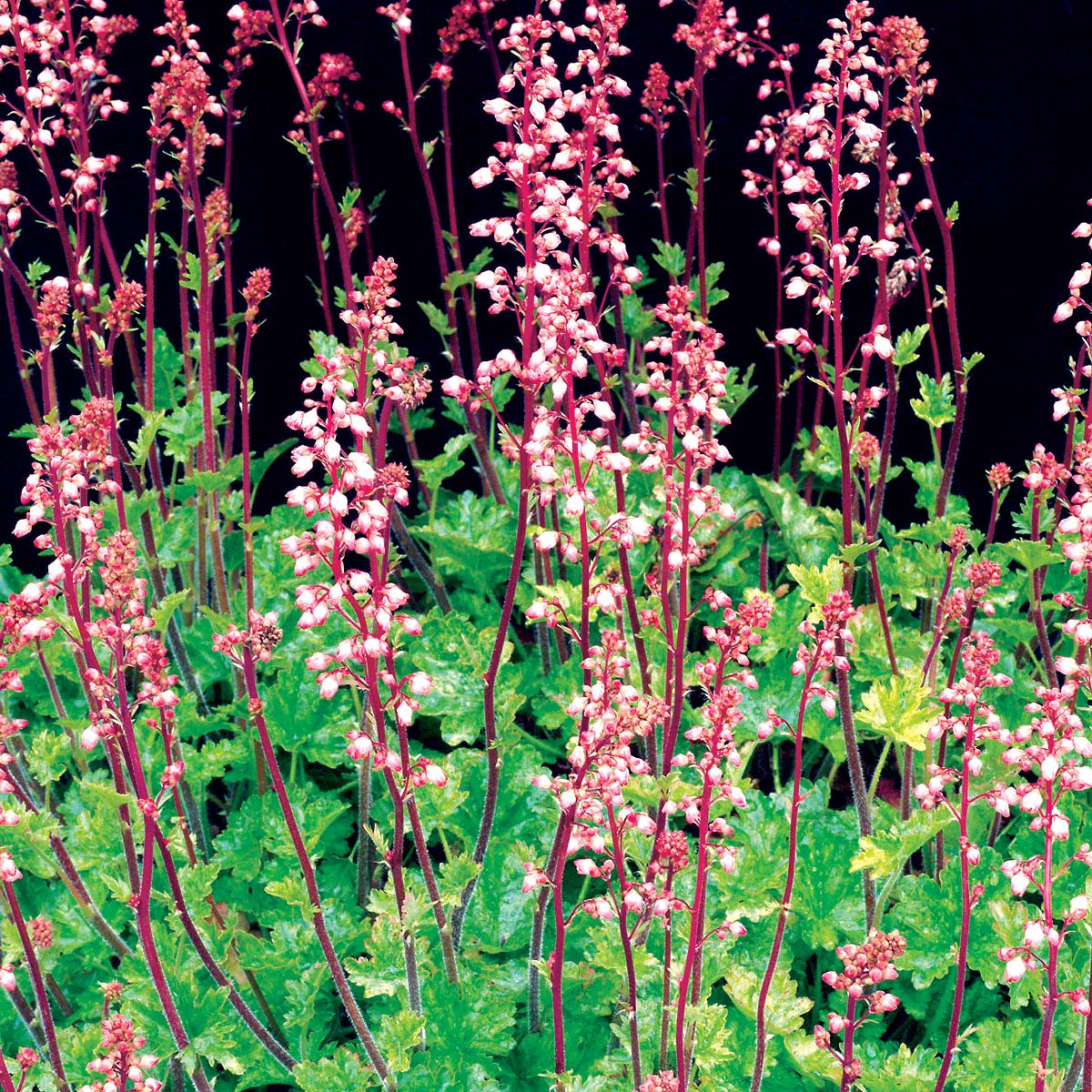 Heuchera 'Pink Lipstick'