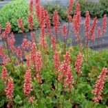 Heuchera 'Pink Lipstick'