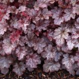 Heuchera 'Plum Pudding'