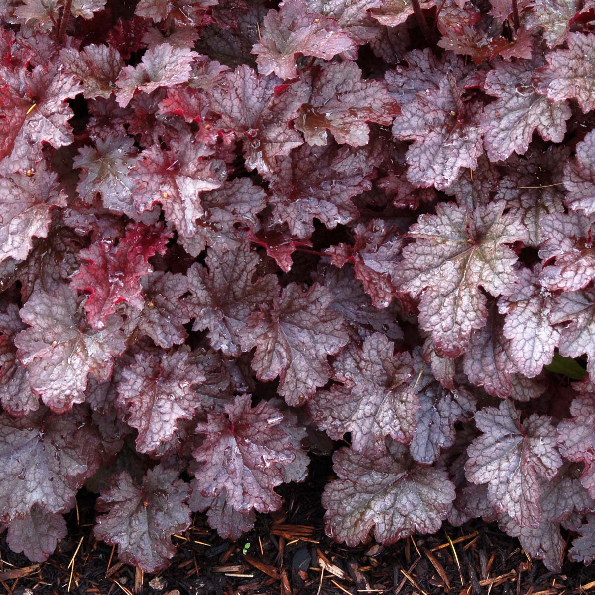 Heuchera 'Plum Pudding'