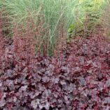 Heuchera 'Plum Pudding'