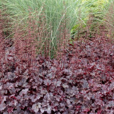 Heuchera 'Plum Pudding'