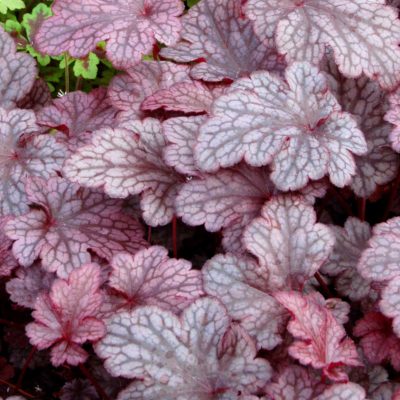 Heuchera 'Plum Pudding'