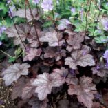 Heuchera 'Plum Pudding'