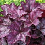 Heuchera 'Plum Royale'