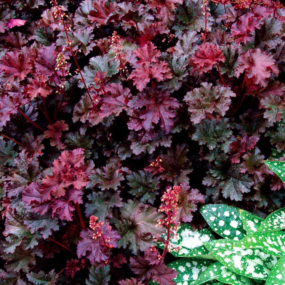 Heuchera 'Purple Petticoats'