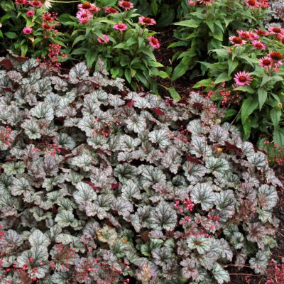 Heuchera 'Rave On'