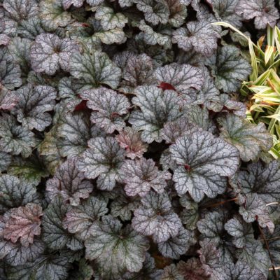 Heuchera 'Rave On'