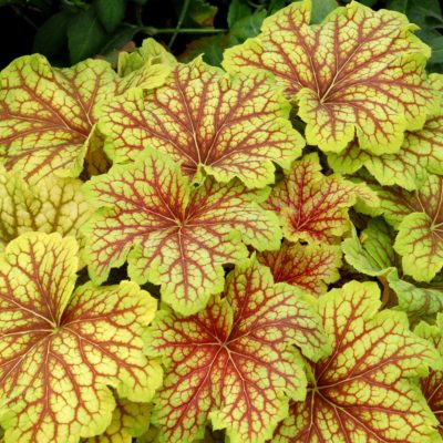 Heuchera 'Red Lightning'