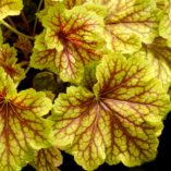 Heuchera 'Red Lightning'