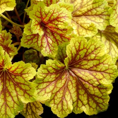 Heuchera 'Red Lightning'