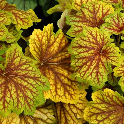 Heuchera 'Red Lightning'