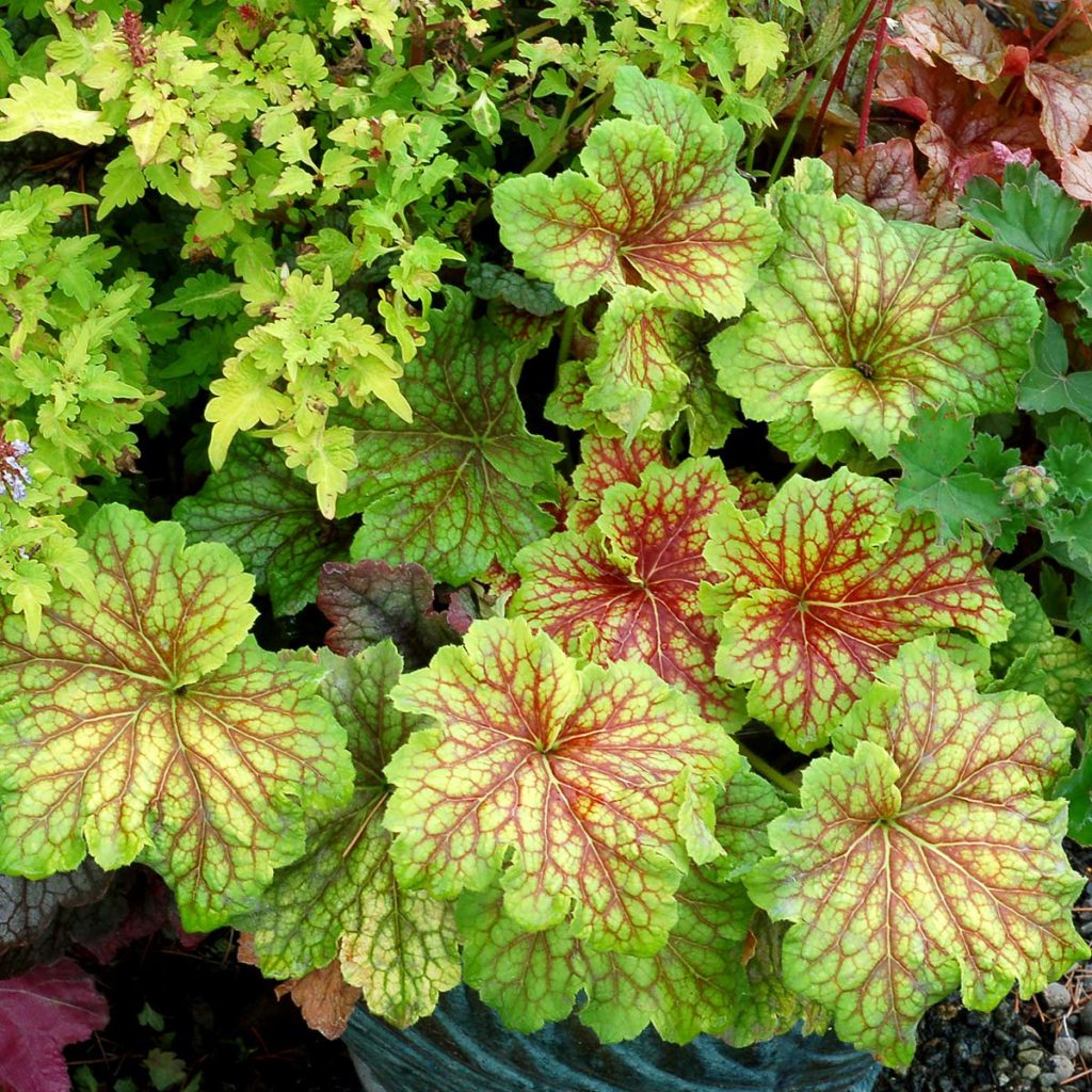 Heuchera ‘Red Lightning’ | TERRA NOVA® Nurseries, Inc.