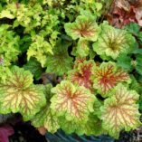 Heuchera 'Red Lightning'