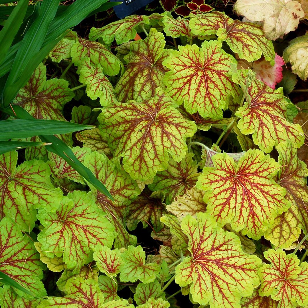 Heuchera ‘Red Lightning’ | TERRA NOVA® Nurseries, Inc.