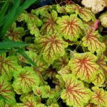 Heuchera 'Red Lightning'