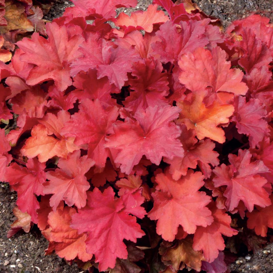 Heuchera ‘Rio’ | TERRA NOVA® Nurseries, Inc.