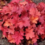 Heuchera 'Rio'