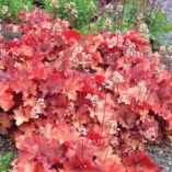 Heuchera 'Rio'