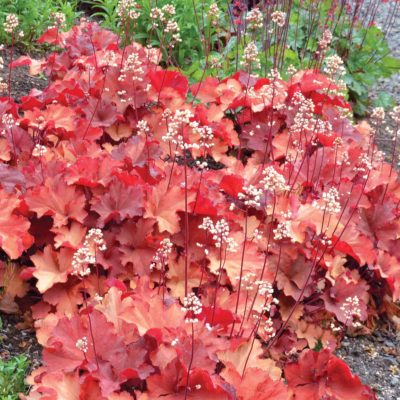 Heuchera 'Rio'