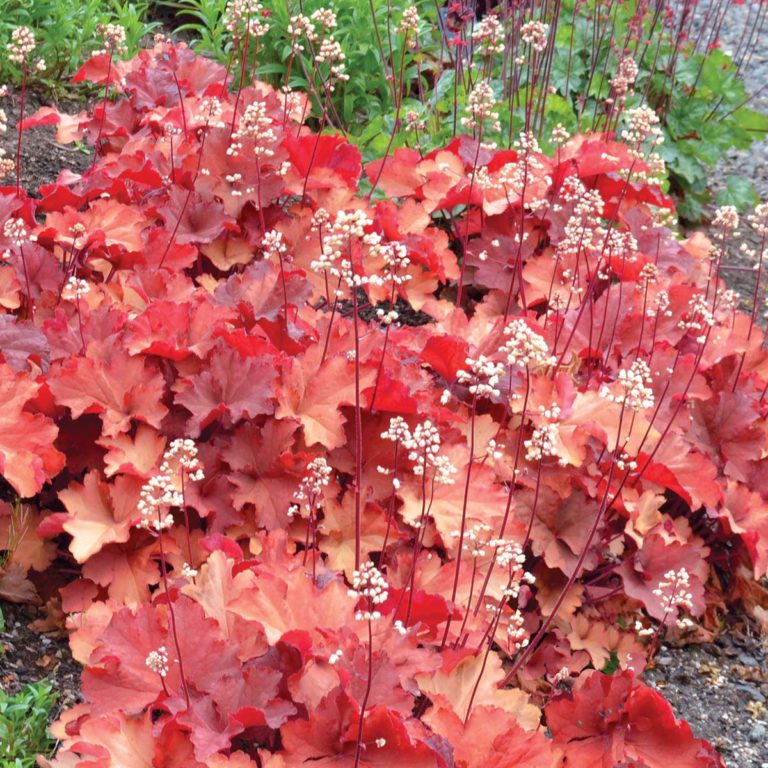 Heuchera ‘Rio’ | TERRA NOVA® Nurseries, Inc.