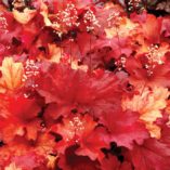 Heuchera 'Rio'