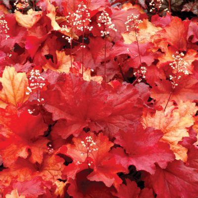 Heuchera 'Rio'