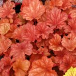 Heuchera 'Rio'