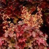 Heuchera 'Root Beer'