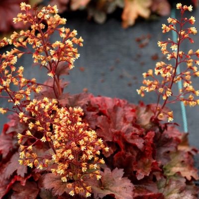 Heuchera 'Root Beer'