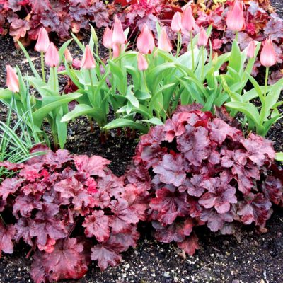 Heuchera 'Root Beer'