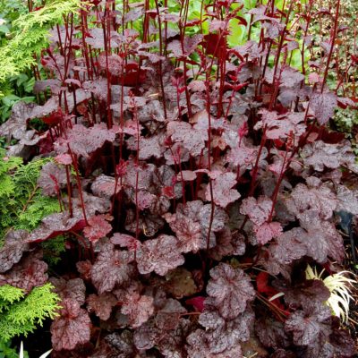 Heuchera 'Ruby Veil'