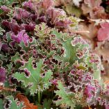 Heuchera 'Sashay'