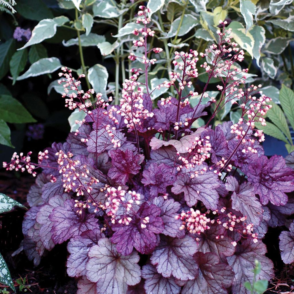 Heuchera CITY™ Collection | TERRA NOVA® Nurseries, Inc.