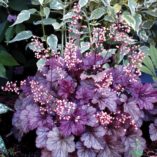 Heuchera 'Shanghai'