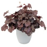 Heuchera 'Shanghai'