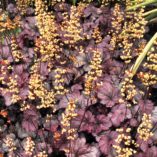 Heuchera 'Shanghai'