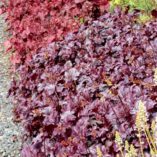 Heuchera 'Shanghai'