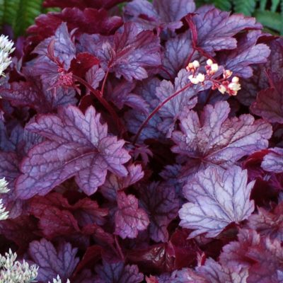 Heuchera 'Shanghai'