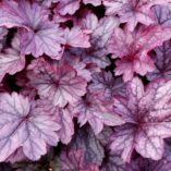 Heuchera 'Shanghai'