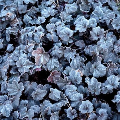 Heuchera 'Shanghai'