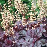 Heuchera 'Shanghai'