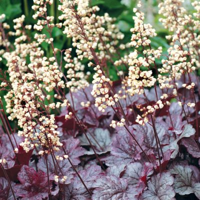 Heuchera 'Shanghai'