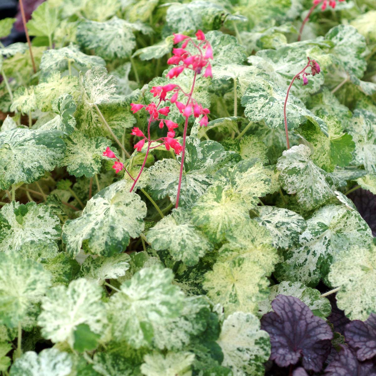 Heuchera 'Snowfire'